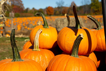 pumpkins and gourds