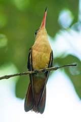 colibri © alfredo914