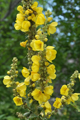 It blooms in the wild mullein (Verbascum)