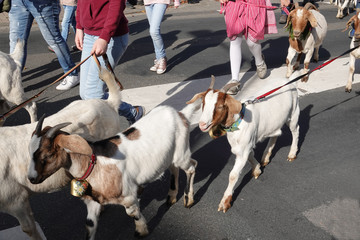 Almabtrieb Ankunft im Dorf - Angeleinte Ziegen auf der Straße