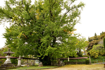 阿木大イチョウ