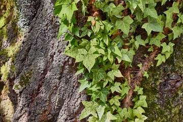 Ivy growing on an old thick tree trunk