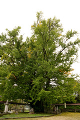 長楽寺大イチョウ