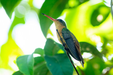 colibri © alfredo914