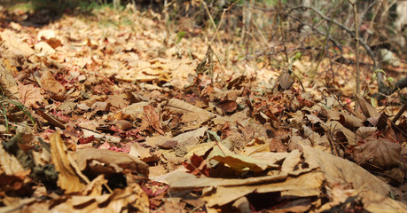 Golden autumn