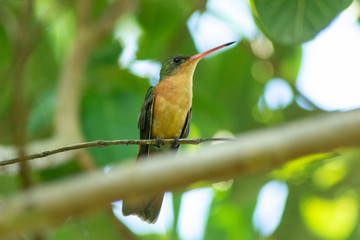 colibri © alfredo914