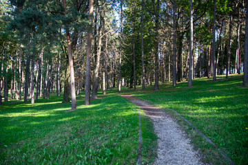 path in the park surrounded by the trees