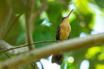 colibri © alfredo914