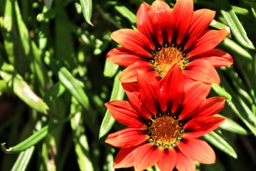 Colorful red Gazania flower in the garden