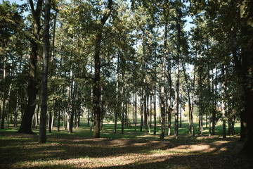 trees in the park
