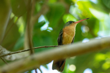 colibri © alfredo914