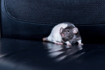 cute, funny rat isolated on black background.Cute rat ,Rattus norvegicus domestica, on a light background. Chinese new year symbol. Closeup young funny pet.