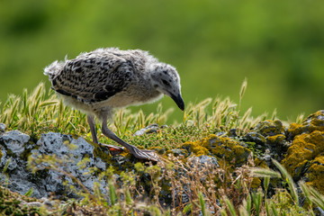 Cria de Gavión Atlántico parado sobre una roca