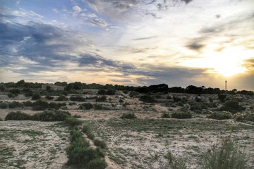 Countryside landscape with autochthon bushes and conifers