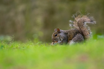 Tímida ardilla comiendo en un jardín 