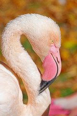 African Greater Flamingos