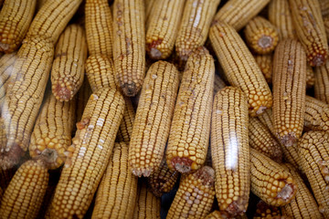 Yellow dried corns under the glass in the agroturism restaurant. Design decorative element. 