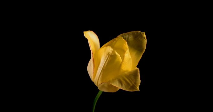 Timelapse of yellow tulip flower blooming on black background