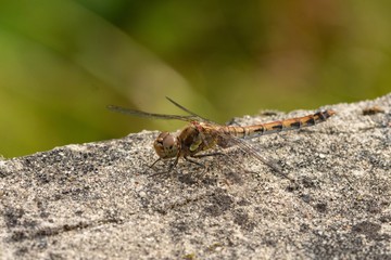 Female of the common darter (Sympetrum striolatum), orange dragonfly sitting on a stone