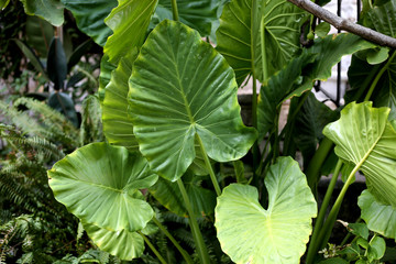 Tropical exotic leaf in the jungles. Fresh concept. Beautiful wallpaper.