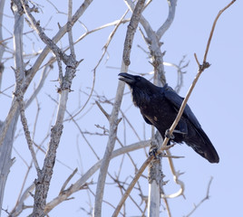 big black crow