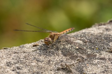 Female of the common darter (Sympetrum striolatum), orange dragonfly sitting on a stone