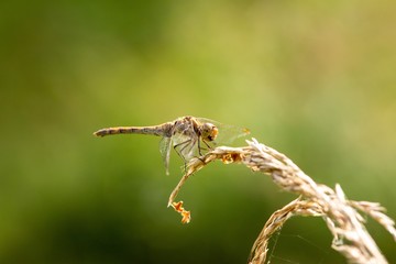 Female of the common darter (Sympetrum striolatum), orange dragonfly sitting on a stone