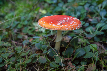 Amanita muscaria
