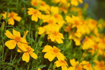 Abstract dandelion flower background, extreme closeup with soft focus, beautiful nature details
