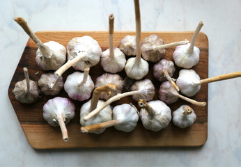 Bunch of fresh eco garlic laying on the wooden tray. Good for health. 