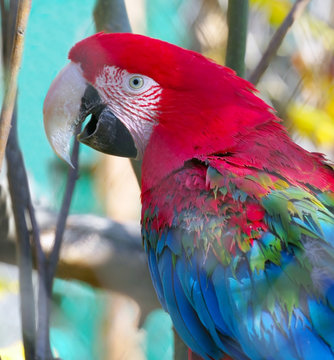 big beautiful colorful parrot