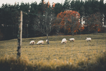 Search photos sheep