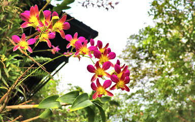 purple orchid flowers in tropical flora garden in thailand