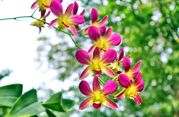 purple orchid flowers in tropical flora garden in thailand