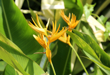 Strelitzia tropical exotic flower. Close up view of yellow bird of paradise flower. Crane flower.