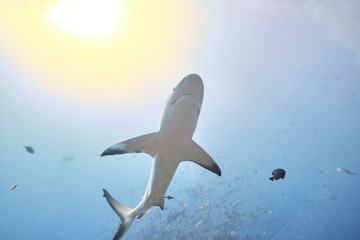 Silver tip reef sharks swimming around in tropical waters of Fiji with scuba divers in deep water