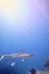 Obraz premium Silver tip reef sharks swimming around in tropical waters of Fiji with scuba divers in deep water