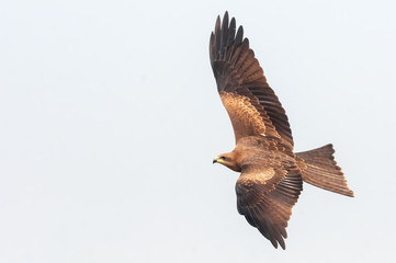 Black kite flying in the sky with freedom