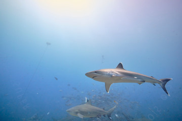 Silver tip reef sharks swimming around in tropical waters of Fiji with scuba divers in deep water