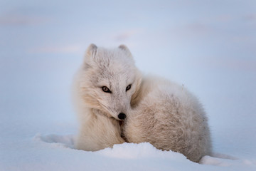 Lis polarny, południowy Spitsbergen © blackspeed