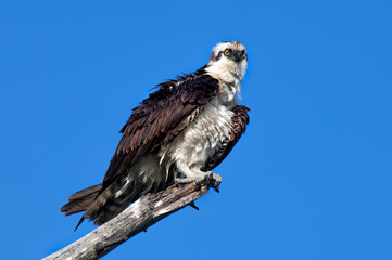 A mature osprey ruffles his feathers.