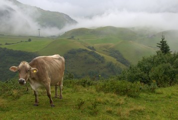 Cow grazing in the misty Alps