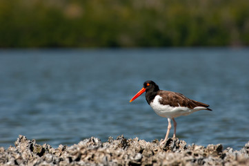 An American oystercatcher on an oyster bar.