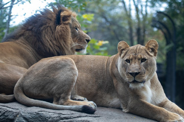 Naklejka premium Lion and Lioness