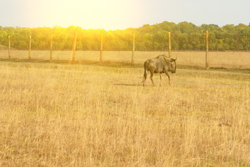 Bull on steppe safari, natural landscape