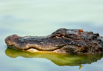 Dragonfly on an American alligator's head.