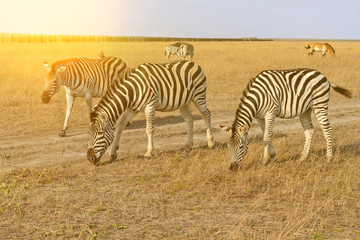 Fototapeta na wymiar Zebras and horse beautiful animals in steppe, African herbivore animals autumn landscape.