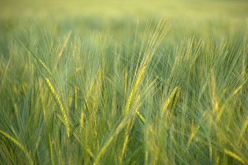 Cereal field on a closeup picture