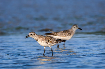 Semipalmated sandpipers wading in blue water in Southwest Florida.