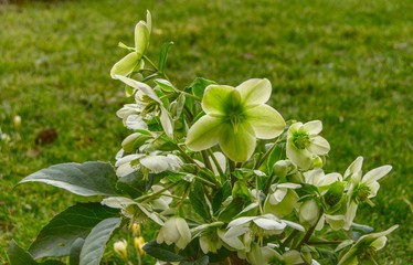 Yellow flowers in the garden